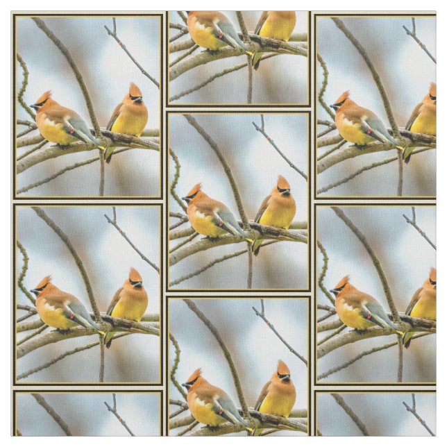 Tecido Cedar Waxwing - Foto Original (Modelo)