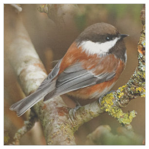 Tecido Chickadee Castanha-Suportado bonito na árvore de