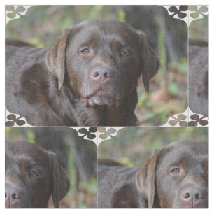 Tecido Chocolate adorável labrador retriever