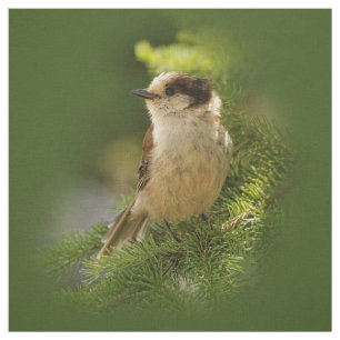 Tecido Cinza/Cinza Cachorro do Canadá / Whiskeyjack