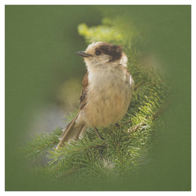 Tecido Cinza/Cinza Cachorro do Canadá / Whiskeyjack (Modelo)