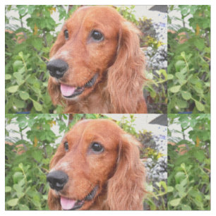 Tecido cocker-spaniel-.png vermelho