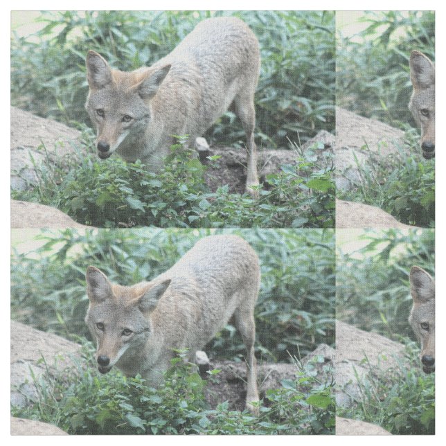 Tecido Coyote (Detalhe)