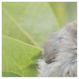 Tecido Cute Wet Wee Bushtit no Laurel