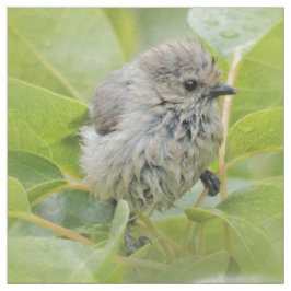 Tecido Cute Wet Wee Bushtit no Laurel