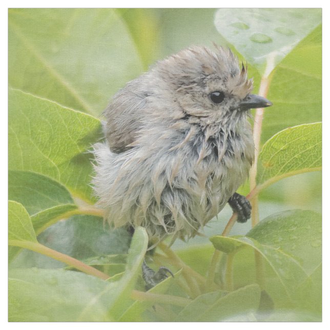 Tecido Cute Wet Wee Bushtit no Laurel (Modelo)