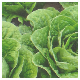 Tecido da foto do campo da alface de alface romana