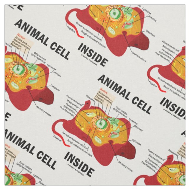 Tecido Diagrama Eucariote Dentro de Células Animais (Modelo)
