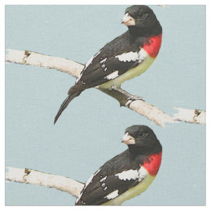 Tecido do Grosbeak do Rosa-Breasted