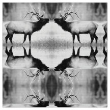 Elk Preto e Branco