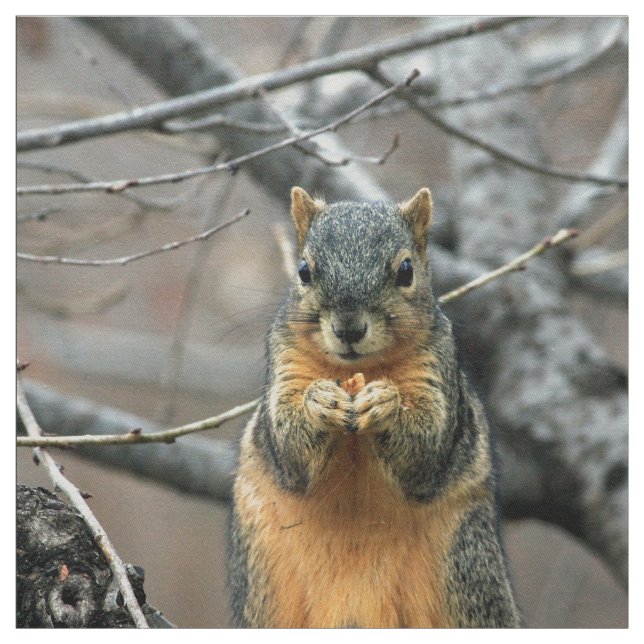 Tecido Esquilo bonito e sua porca (Modelo)