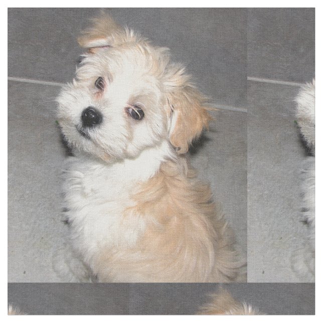 Tecido Filhote de cachorro do salvamento de Havanese (Detalhe)