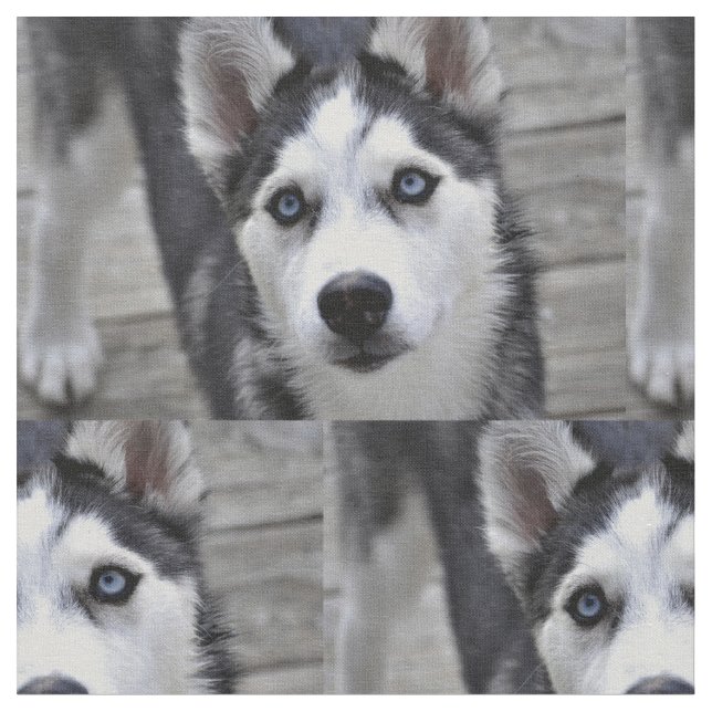 Tecido Filhote de cachorro ronco (Detalhe)