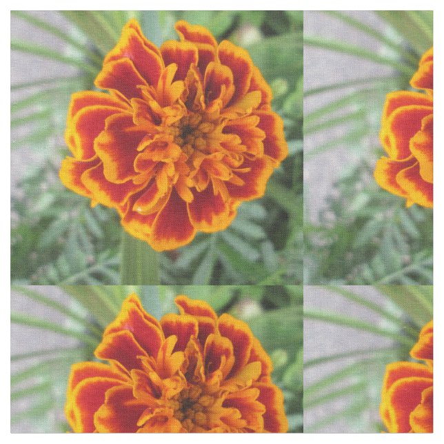 Tecido Flor alaranjada do cravo-de-defunto (Detalhe)