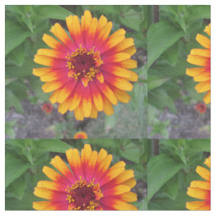 Tecido Flor amarelo alaranjado dourada do Zinnia
