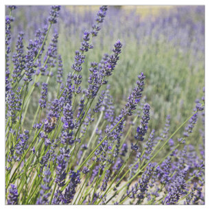 Tecido Flores da lavanda
