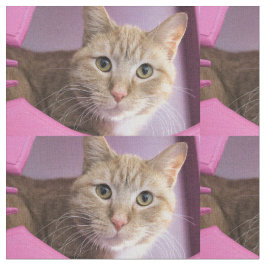 Tecido Gato