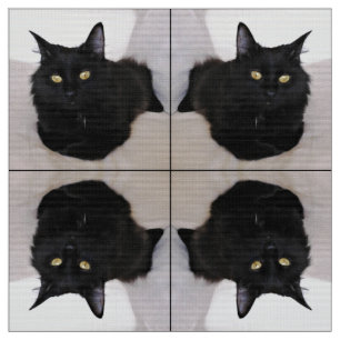 Tecido Gato no sofá