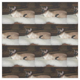 Tecido Gato Siamese elegante