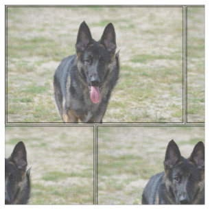 Tecido German shepherd novo
