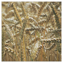 Tecido Grama temático, secada do close up ou trigo no