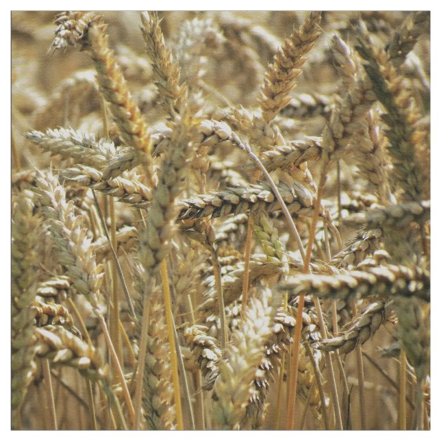 Tecido Grama temático, secada do close up ou trigo no (Modelo)