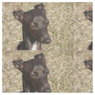 Tecido greyhound.png italiano