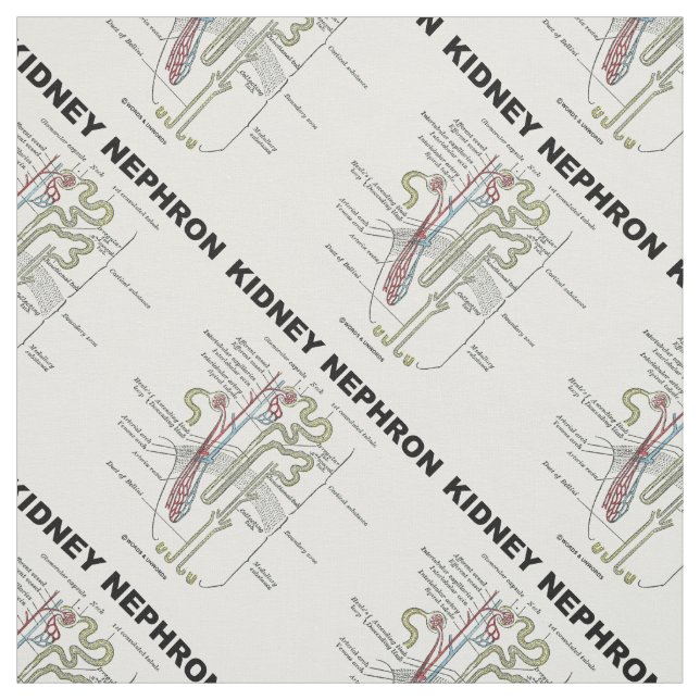 Tecido Guia de Introdução à Anatomia do Rim Nephron Cinza (Modelo)