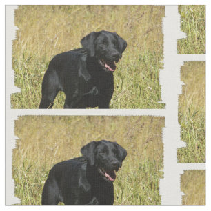 Tecido labrador-retriever-25.jpg