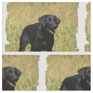 Tecido labrador-retriever-25.jpg