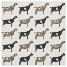 Leite Nubiano Goats em Branco