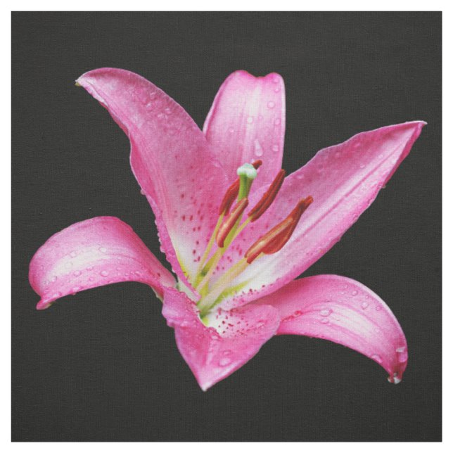 Tecido Lily Lilium Stargazer, Flor Elegante Rosa (Modelo)