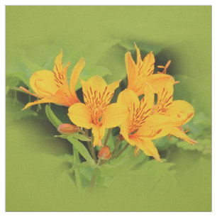 Tecido Lírio elegante dos Incas/Alstroemeria amarelo