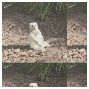 Tecido Modelo na Natureza: White Meerkat Posing for Camer