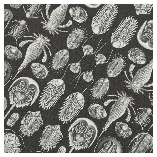 Tecido O Aspidonia de Ernst Haeckel (Detalhe)