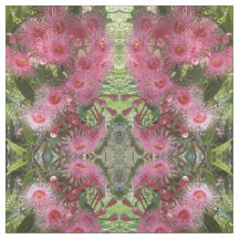 O eucalipto cor-de-rosa de Gumnut floresce o