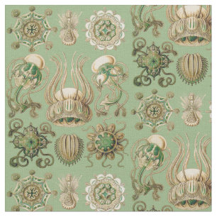 Tecido O Narcomedusae de Ernst Haeckel