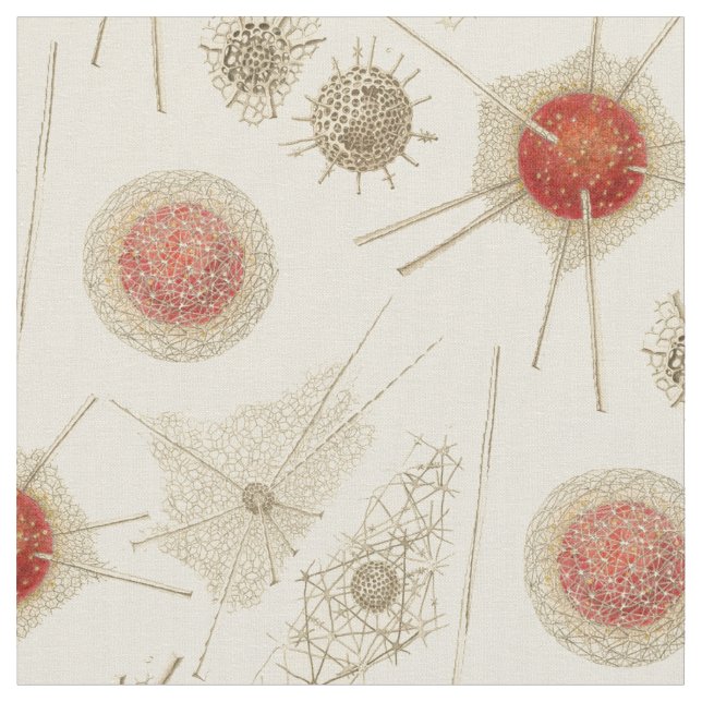 Tecido O Radiolarian de Ernst Haeckel (Detalhe)