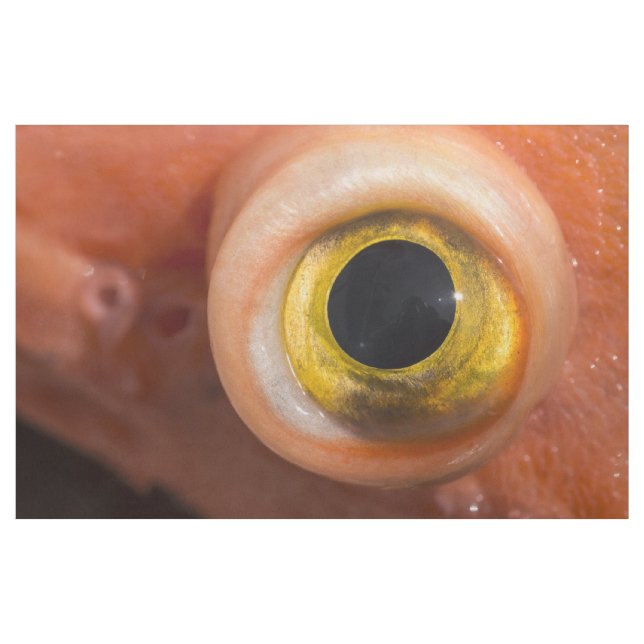 Tecido Olho De Peixe-Foguete (Jarda)
