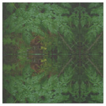 Os Ferns