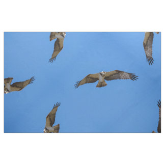 Tecido Osprey do vôo com um alvo na vista