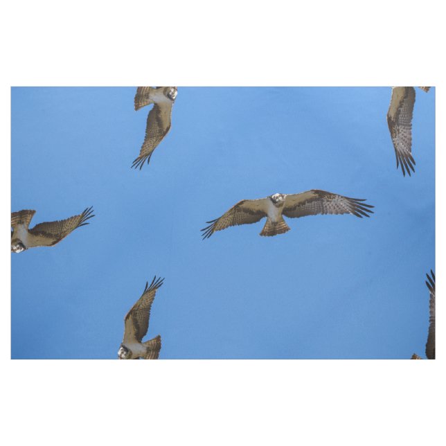 Tecido Osprey do vôo com um alvo na vista (Fat Quarter)