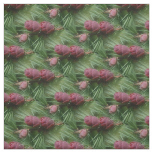 Tecido Padrão Natureza do Miniatura Pine Cones