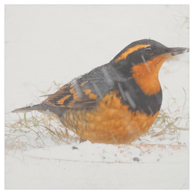 Tecido Pássaro Cantor Varied Thrush em Dia de Inverno Nev (Modelo)