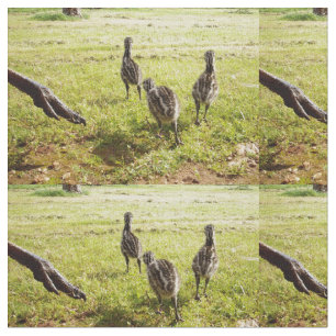 Tecido Pintinhos Emu Com Um Pé Grande,