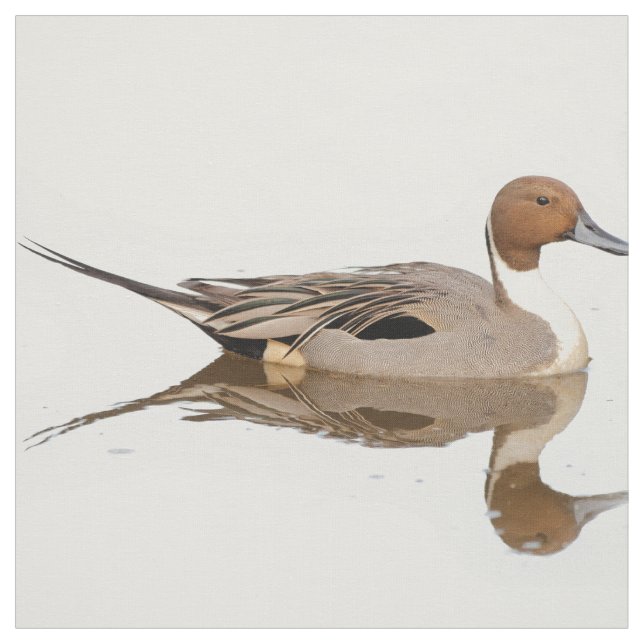 Tecido Reflexões de um Pato de Pintail de Norte (Modelo)
