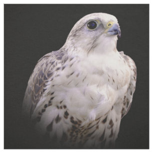 Tecido Retrato Vignetado de Falcão de Saker Inquisitivo
