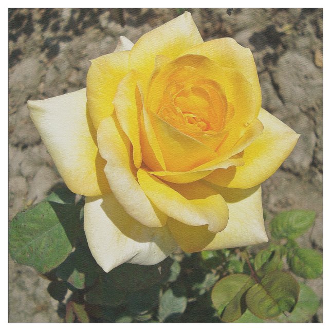 Tecido Rosa amarelo (Modelo)