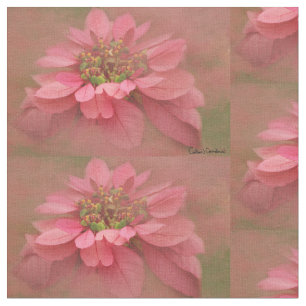 Tecido Rosa Blush Poinsettias Arte Digital