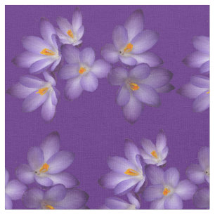 Tecido roxo da flor do açafrão do primavera